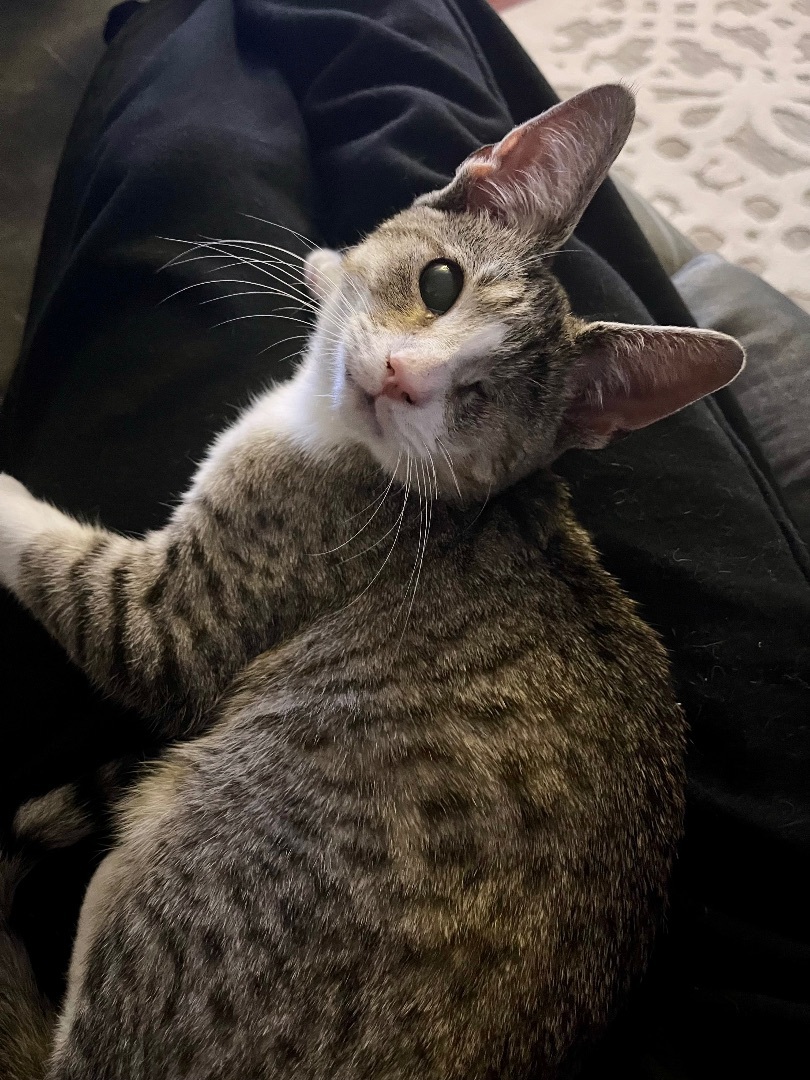 Poppy, a Adopted Domestic Short Hair in Springfield, PA image 1/2