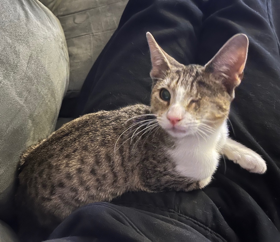 Poppy, a Adopted Domestic Short Hair in Springfield, PA image 2/2