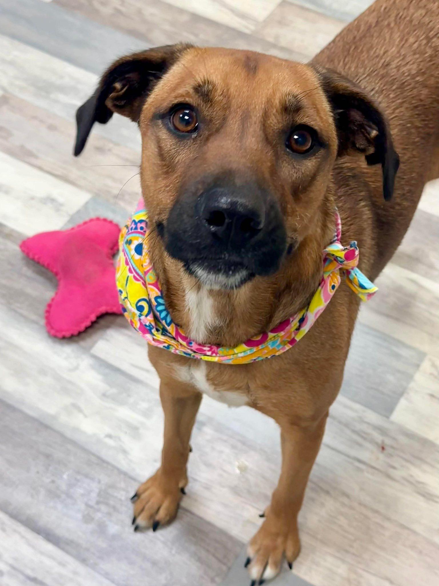 Abigail, Adoptable, Young Female Yellow Labrador Retriever.