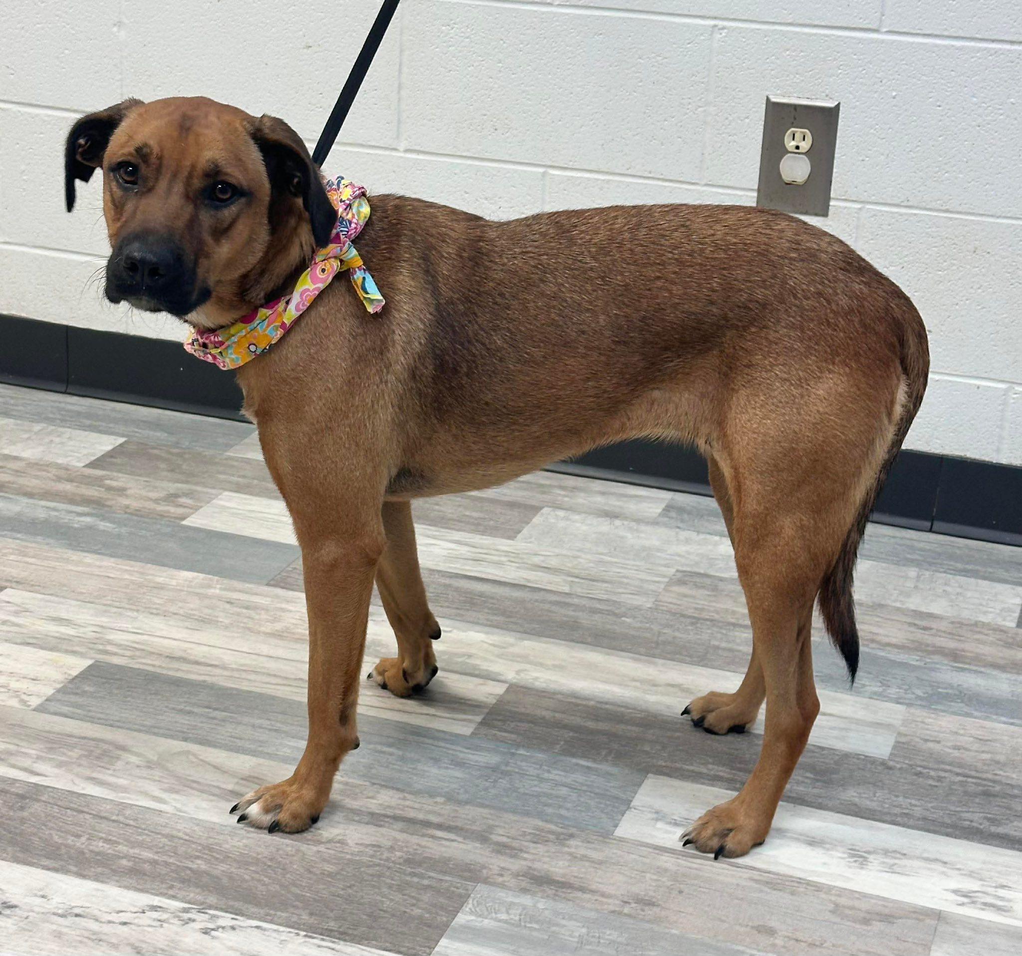 Abigail, a Adoptable mixed breed in Elkhorn, WI image 2/2