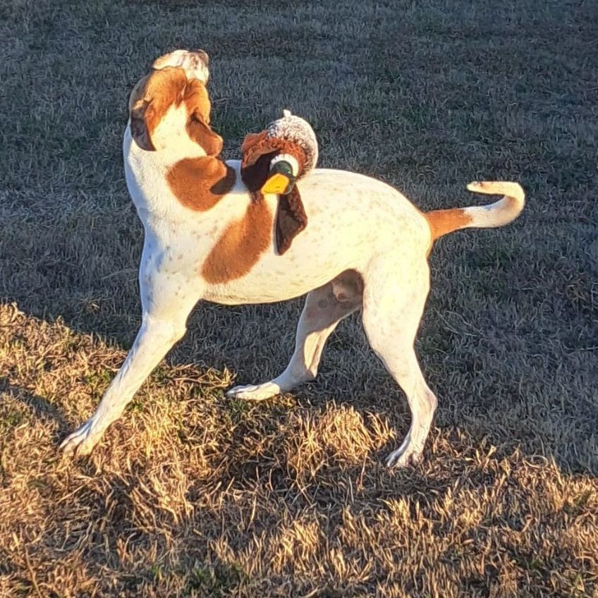 Bama, Adoptable, Young Male Boxer & American Bulldog.