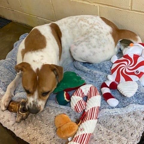 Enlarge Bama, a Adoptable mixed breed in Southaven , MS image 2/6