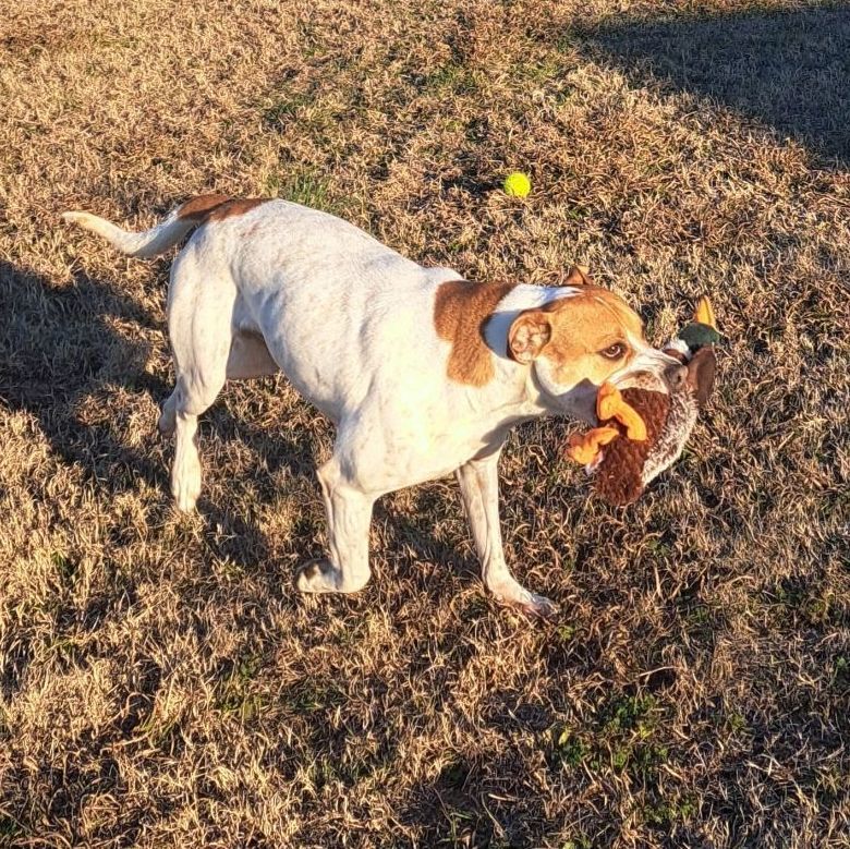 Enlarge Bama, a Adoptable mixed breed in Southaven , MS image 3/6