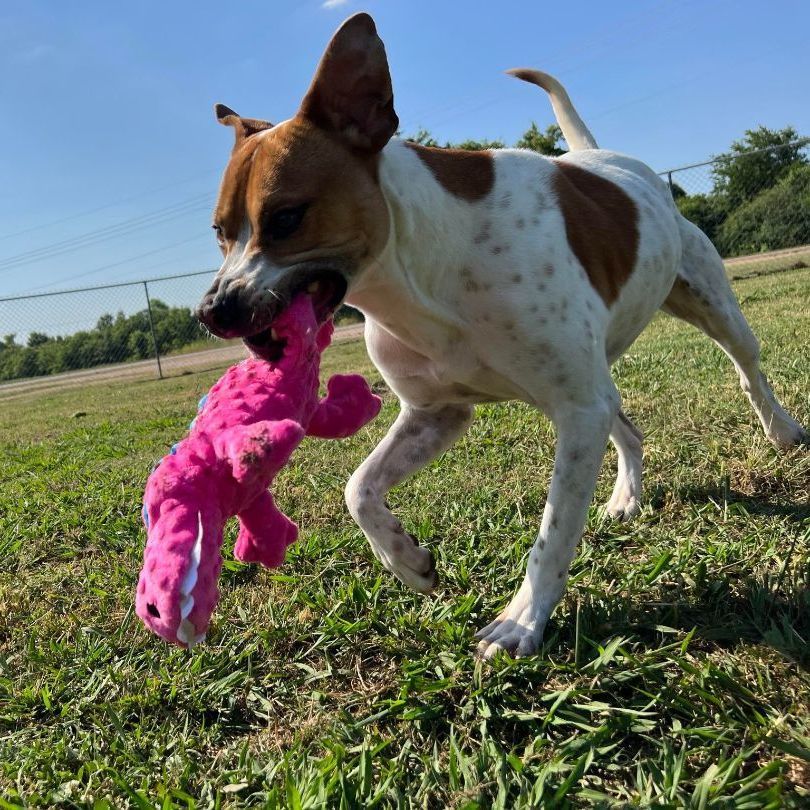 Enlarge Bama, a Adoptable mixed breed in Southaven , MS image 4/6