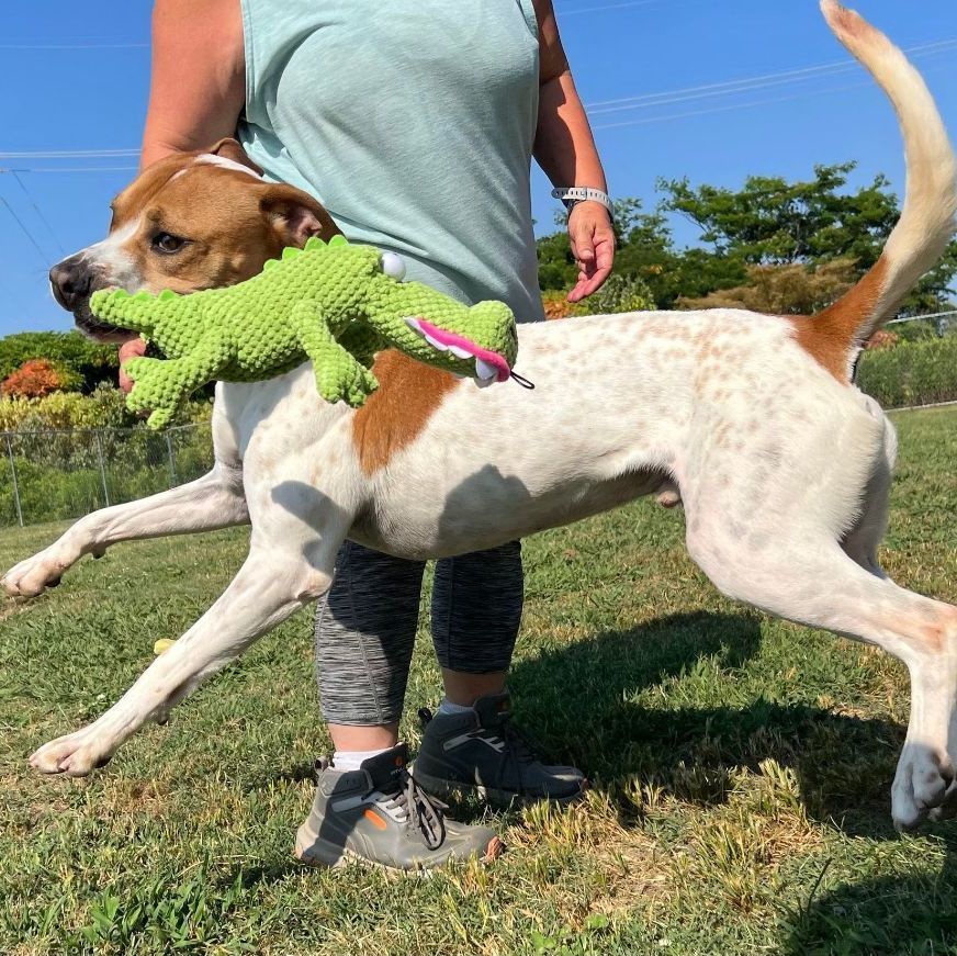 Enlarge Bama, a Adoptable mixed breed in Southaven , MS image 5/6