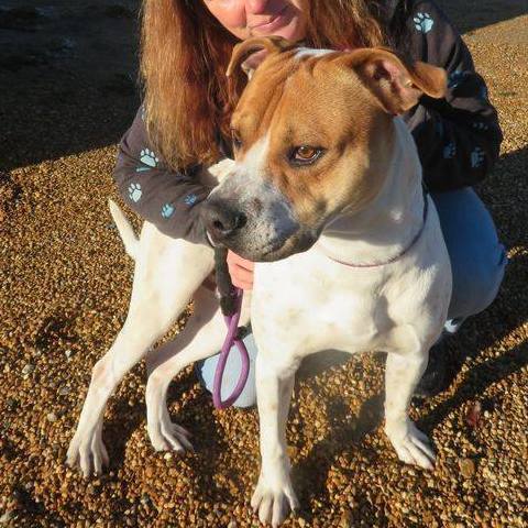 Enlarge Bama, a Adoptable mixed breed in Southaven , MS image 6/6