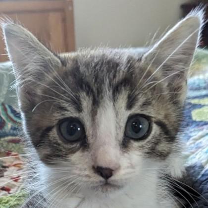 Moss, Adoptable, Kitten Male Domestic Short Hair & Domestic Short Hair.