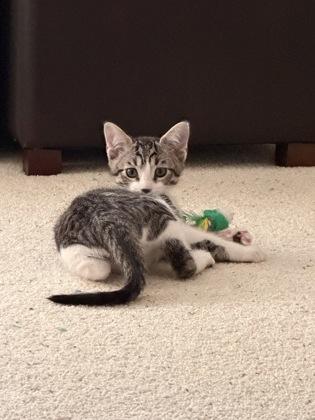 Moss, a Adoptable mixed breed in Pleasanton, CA image 2/3