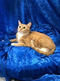 Maple, a Adoptable Domestic Medium Hair in Gainesville, FL image 1/2