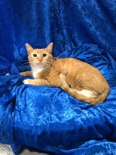 Maple, a Adoptable Domestic Medium Hair in Gainesville, FL image 2/2