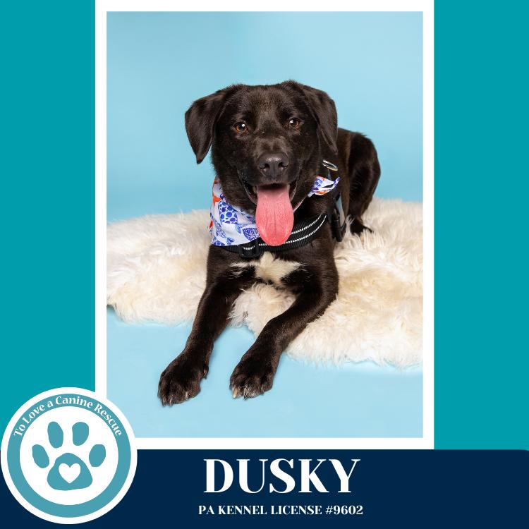 Enlarge Dusky 020726, a Adoptable mixed breed in Kimberton, PA image 1/4