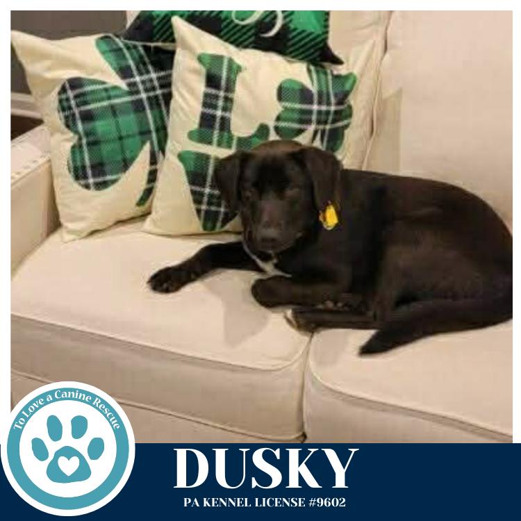 Enlarge Dusky 020726, a Adoptable mixed breed in Kimberton, PA image 2/4