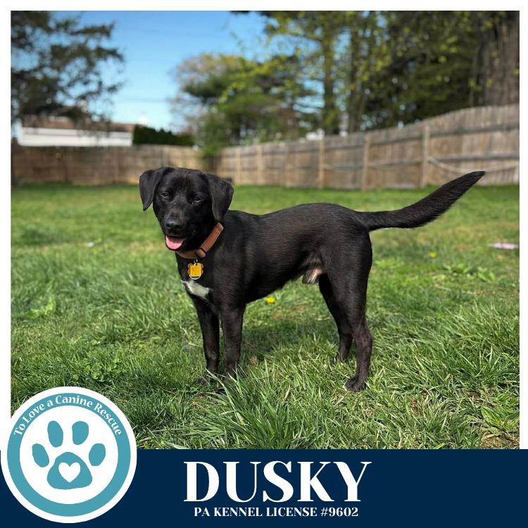 Enlarge Dusky 020726, a Adoptable mixed breed in Kimberton, PA image 2/6