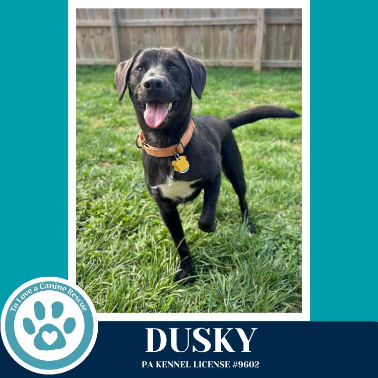 Enlarge Dusky 020726, a Adoptable mixed breed in Kimberton, PA image 3/6