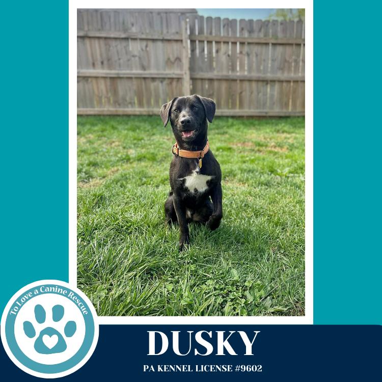 Enlarge Dusky 020726, a Adoptable mixed breed in Kimberton, PA image 4/6