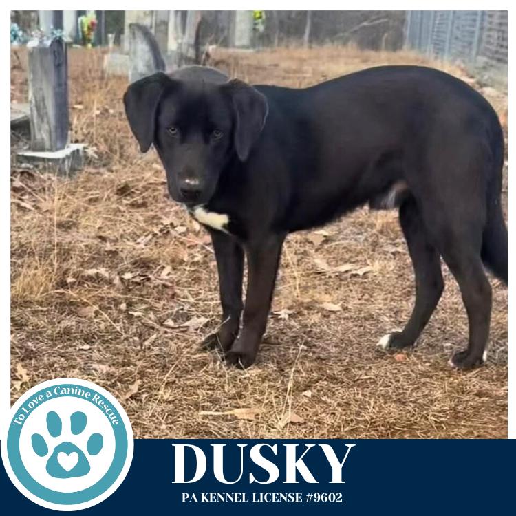Enlarge Dusky 020726, a Adoptable mixed breed in Kimberton, PA image 3/4