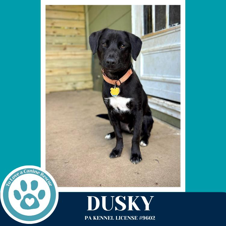 Enlarge Dusky 020726, a Adoptable mixed breed in Kimberton, PA image 6/6