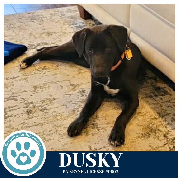 Enlarge Dusky 020726, a Adoptable mixed breed in Kimberton, PA image 4/4