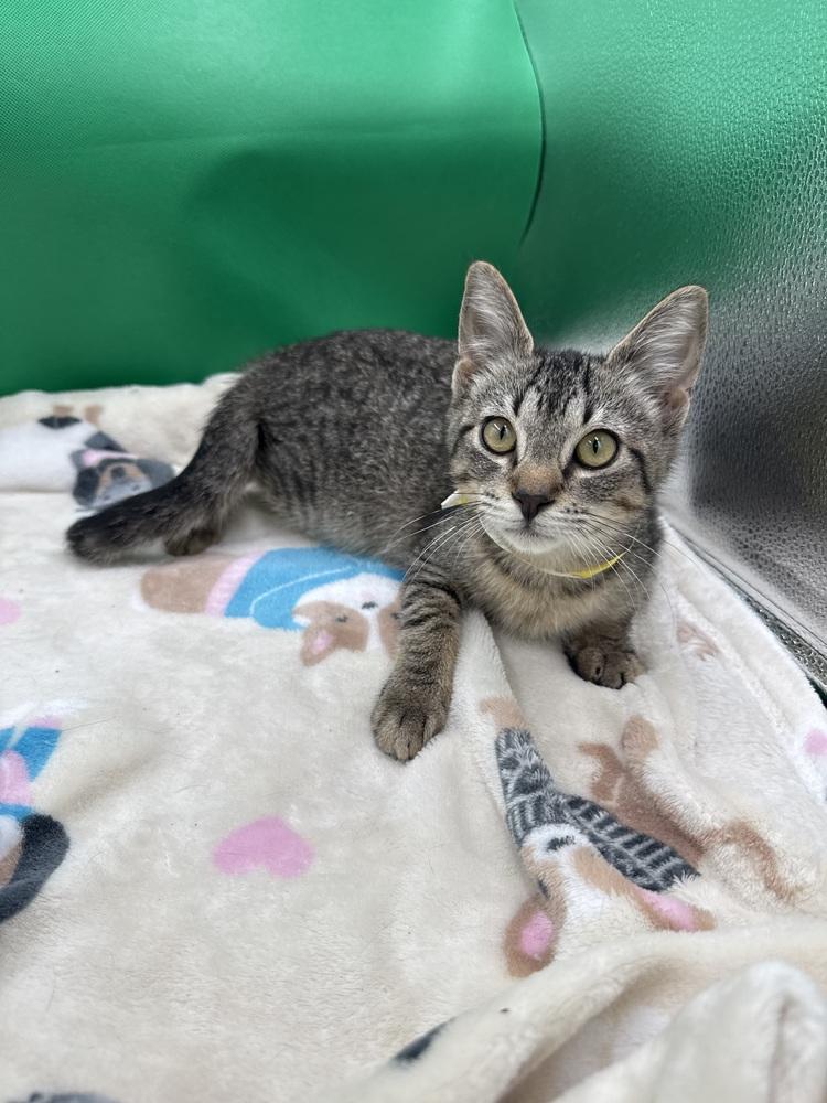 Enlarge Stripes, a Adoptable Domestic Short Hair in Gonzales, LA image 1/1