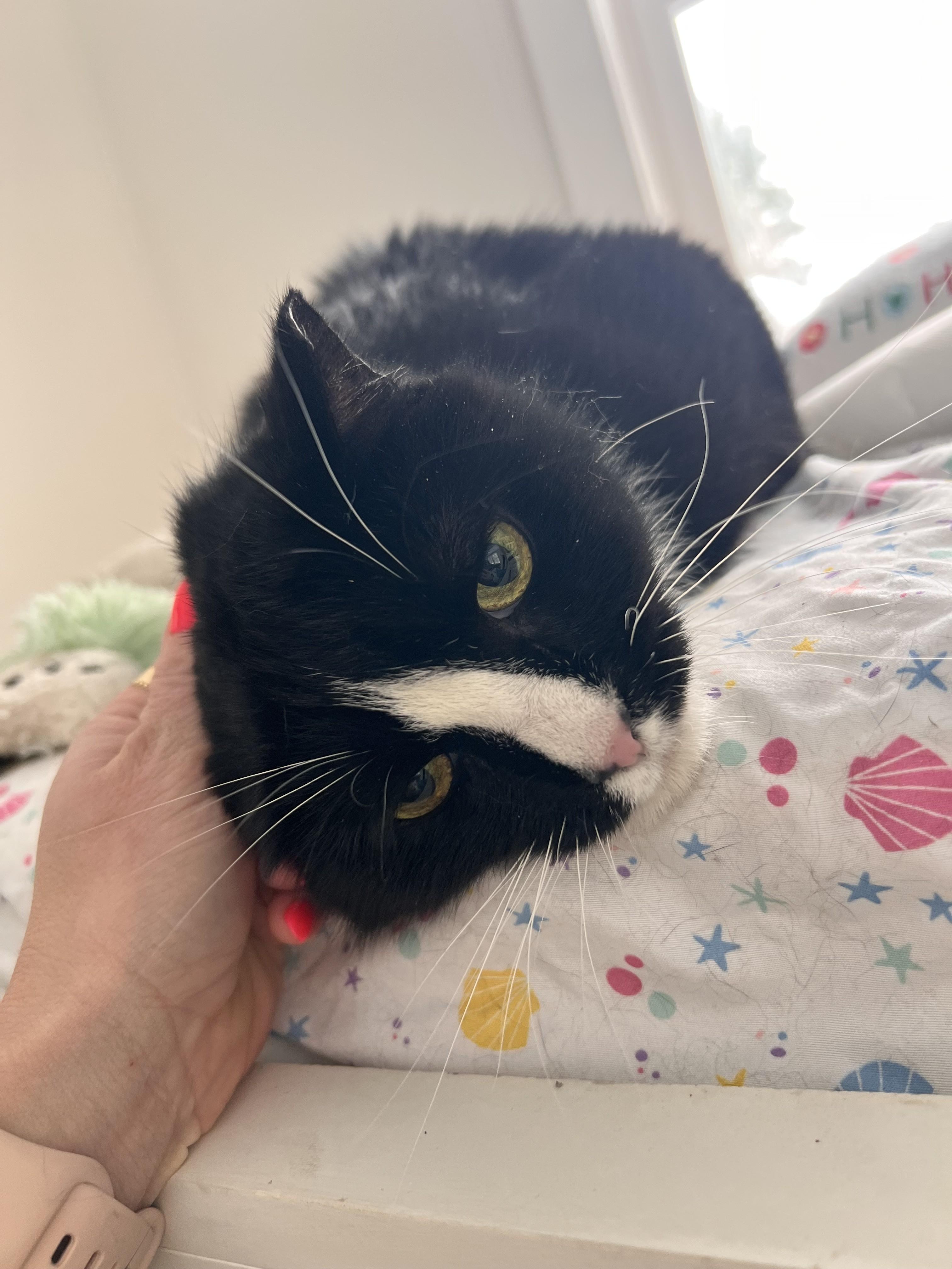 Enlarge Peepers, a ADOPTABLE Domestic Short Hair in Albany, NY image 1/1