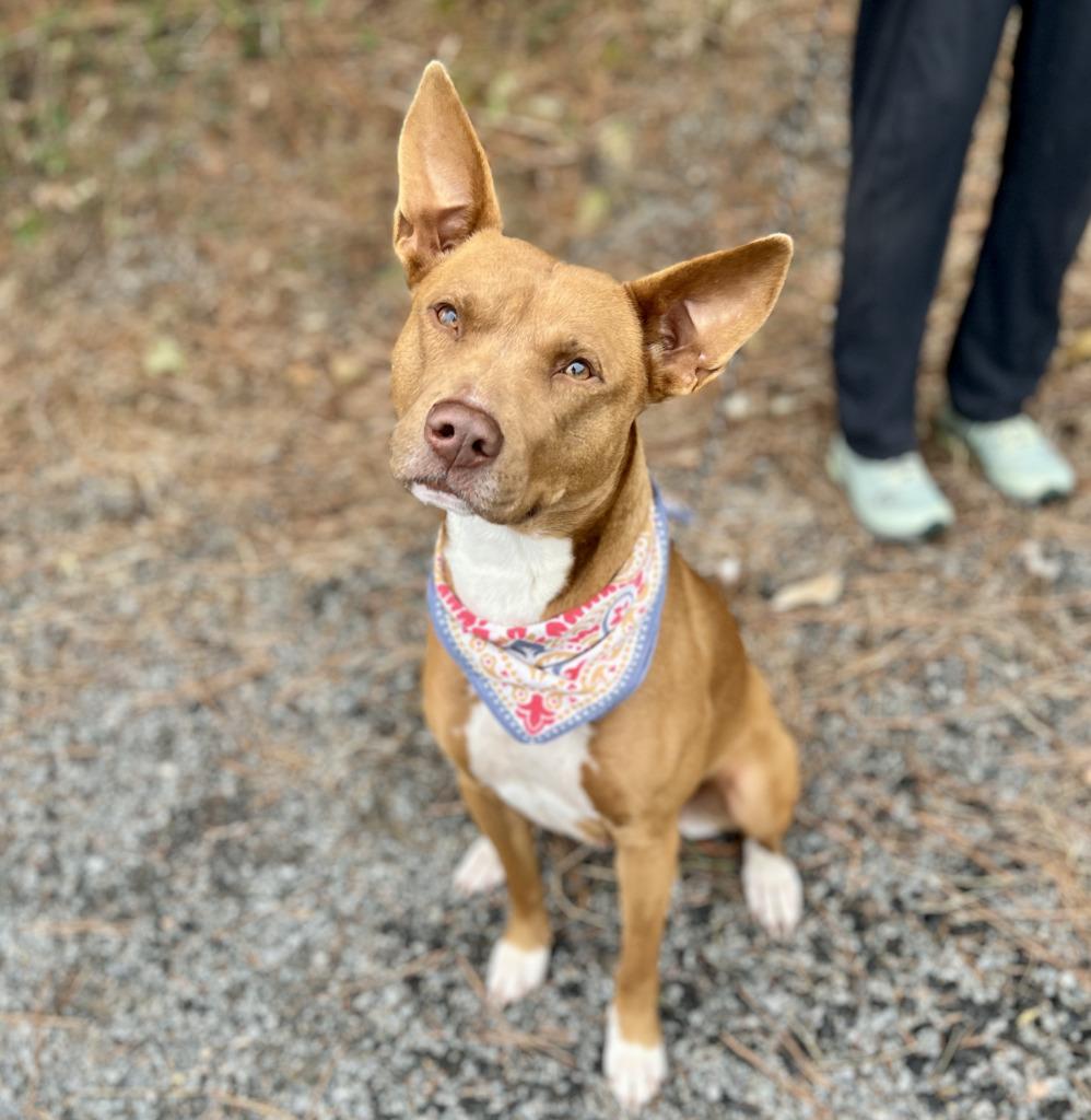 Becky, Adoptable, Adult Female Mixed Breed.