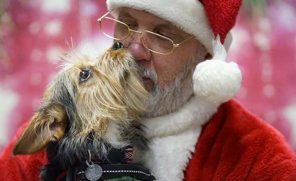 AUTUM, Adoptable, Young Female Yorkshire Terrier & Mixed Breed.