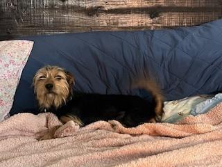 Enlarge AUTUM, a Adoptable mixed breed in Milton, GA image 2/6