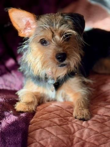 Enlarge AUTUM, a Adoptable mixed breed in Milton, GA image 3/6