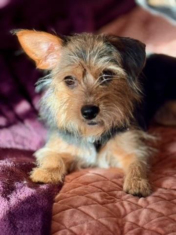 Enlarge AUTUM, a Adoptable mixed breed in Milton, GA image 5/6