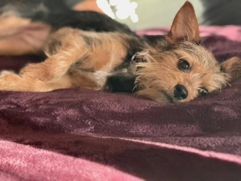 Enlarge AUTUM, a Adoptable mixed breed in Milton, GA image 6/6