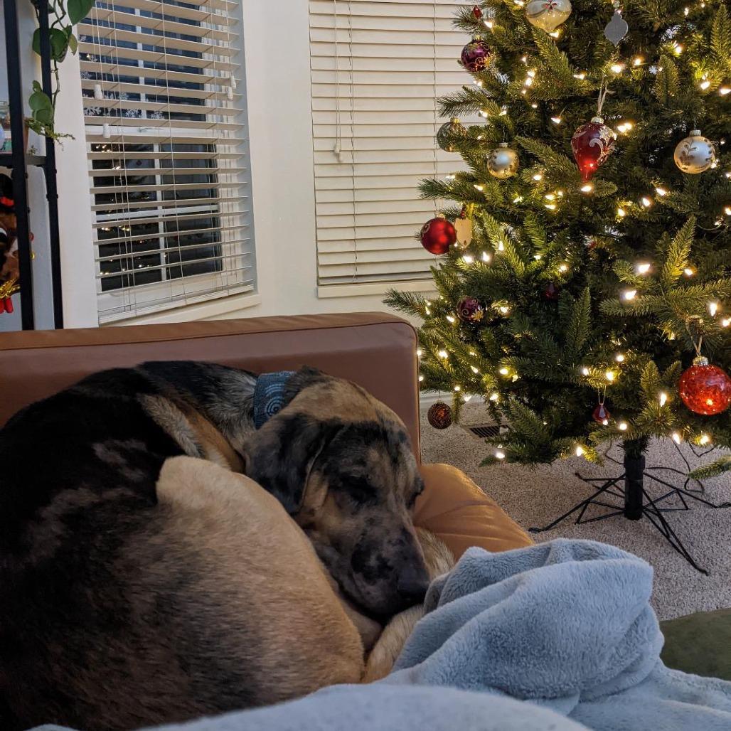 Gilligan, Adoptable, Adult Male Mixed Breed.