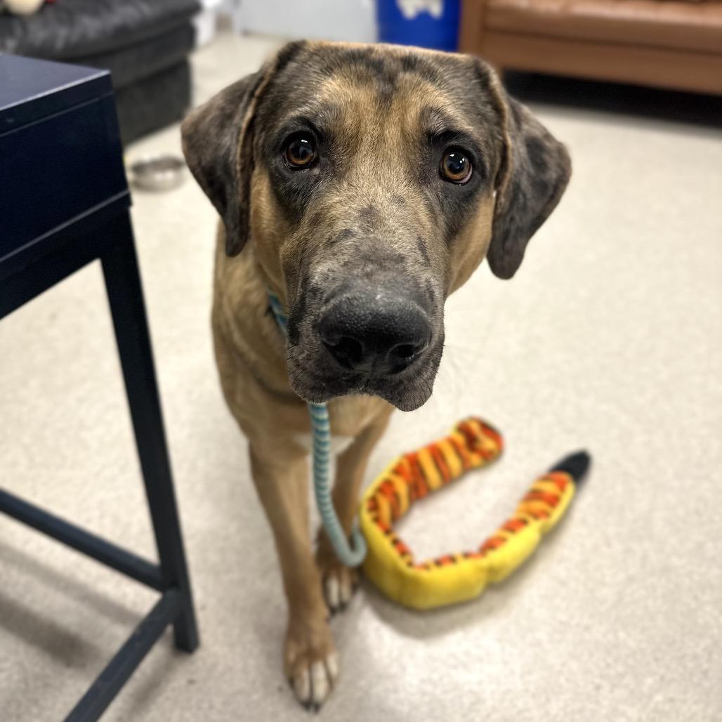 Gilligan, a Adoptable Mixed Breed in Murray, UT image 2/6