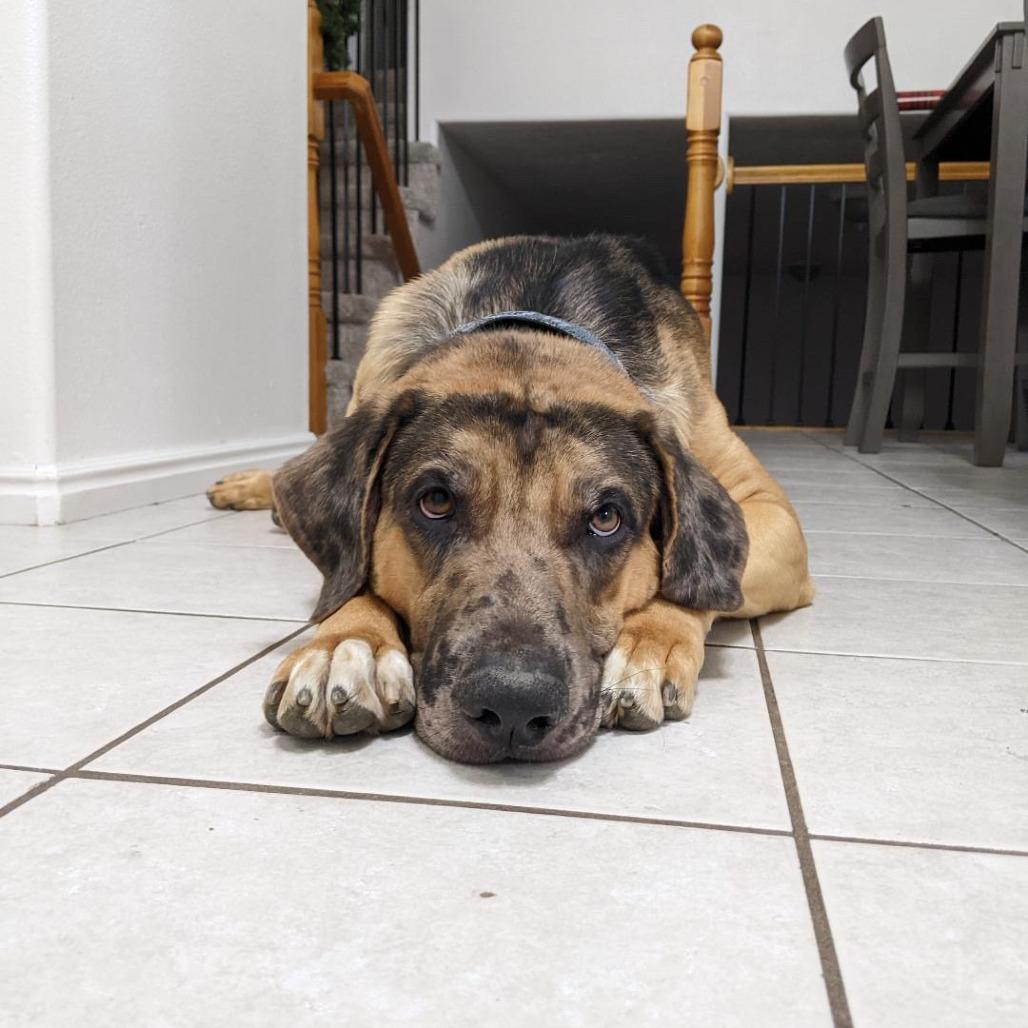 Gilligan, a Adoptable Mixed Breed in Murray, UT image 3/6