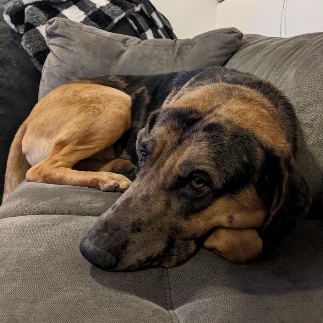 Gilligan, a Adoptable Mixed Breed in Murray, UT image 4/6