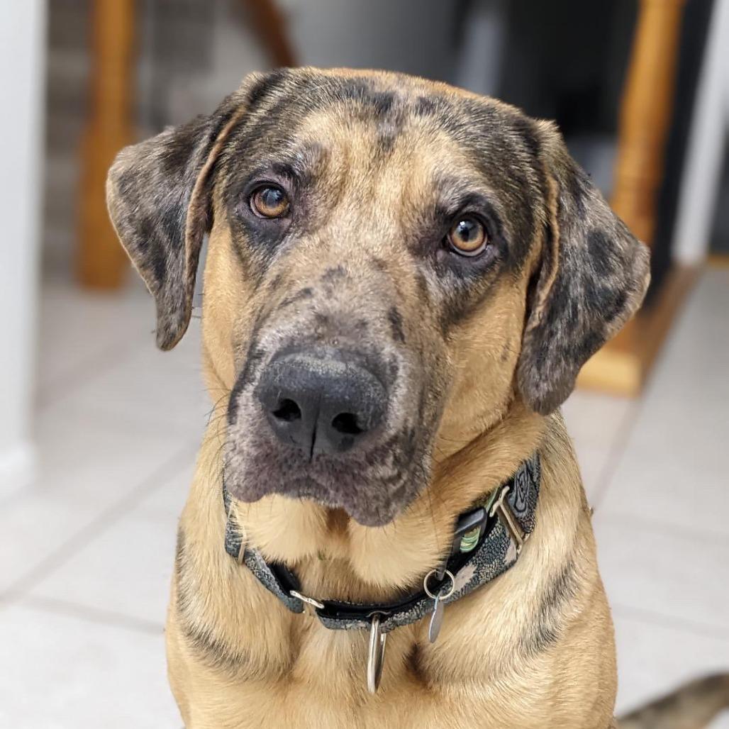 Gilligan, a Adoptable Mixed Breed in Murray, UT image 5/6