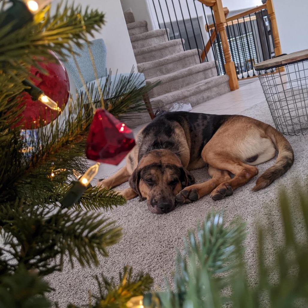 Gilligan, a Adoptable Mixed Breed in Murray, UT image 6/6