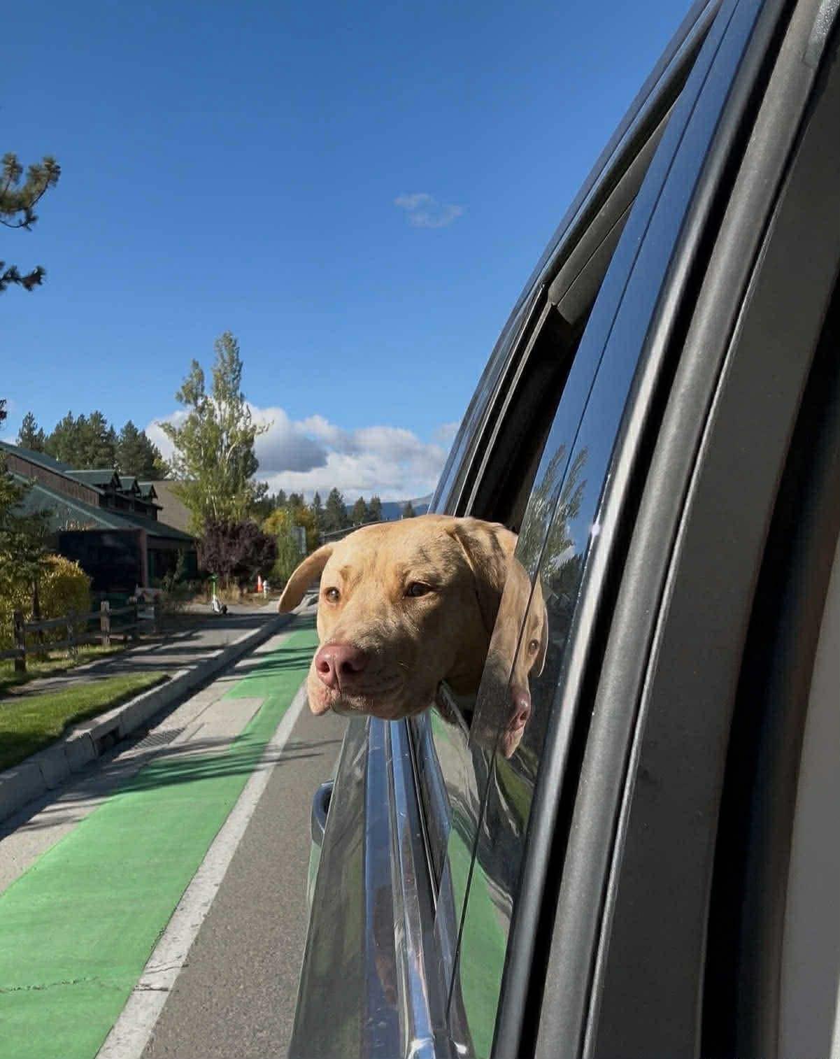 Enlarge Andarna, an adopted mixed breed in Reno, NV image 2/6