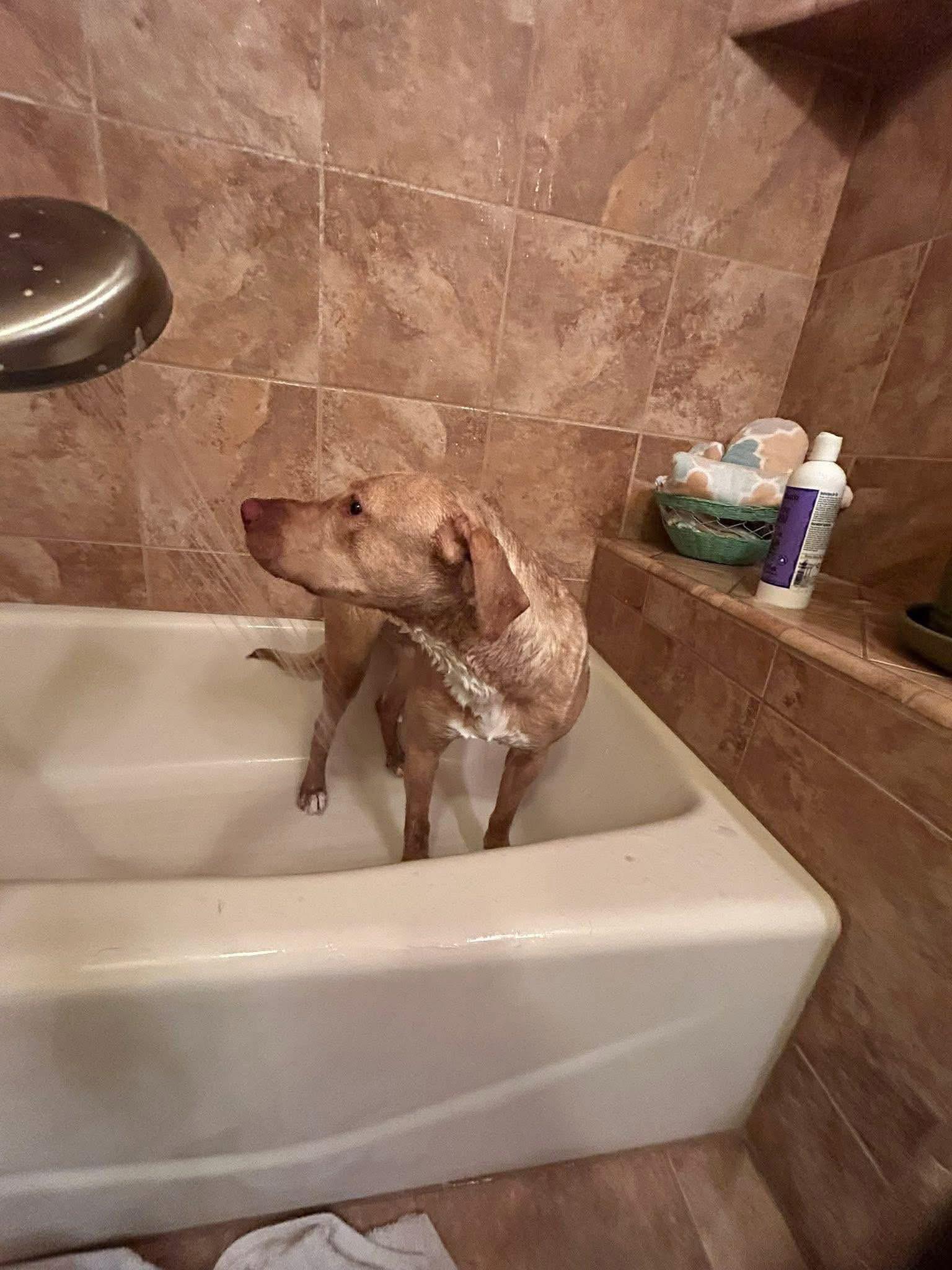 Enlarge Andarna, an adopted mixed breed in Reno, NV image 6/6