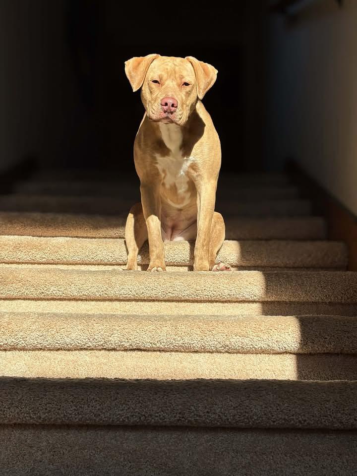 Andarna, adopted, Young Female Yellow Labrador Retriever.