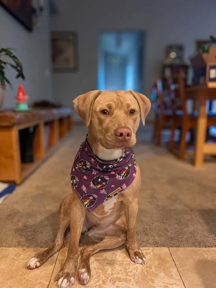 Enlarge Andarna, an adopted mixed breed in Reno, NV image 4/6