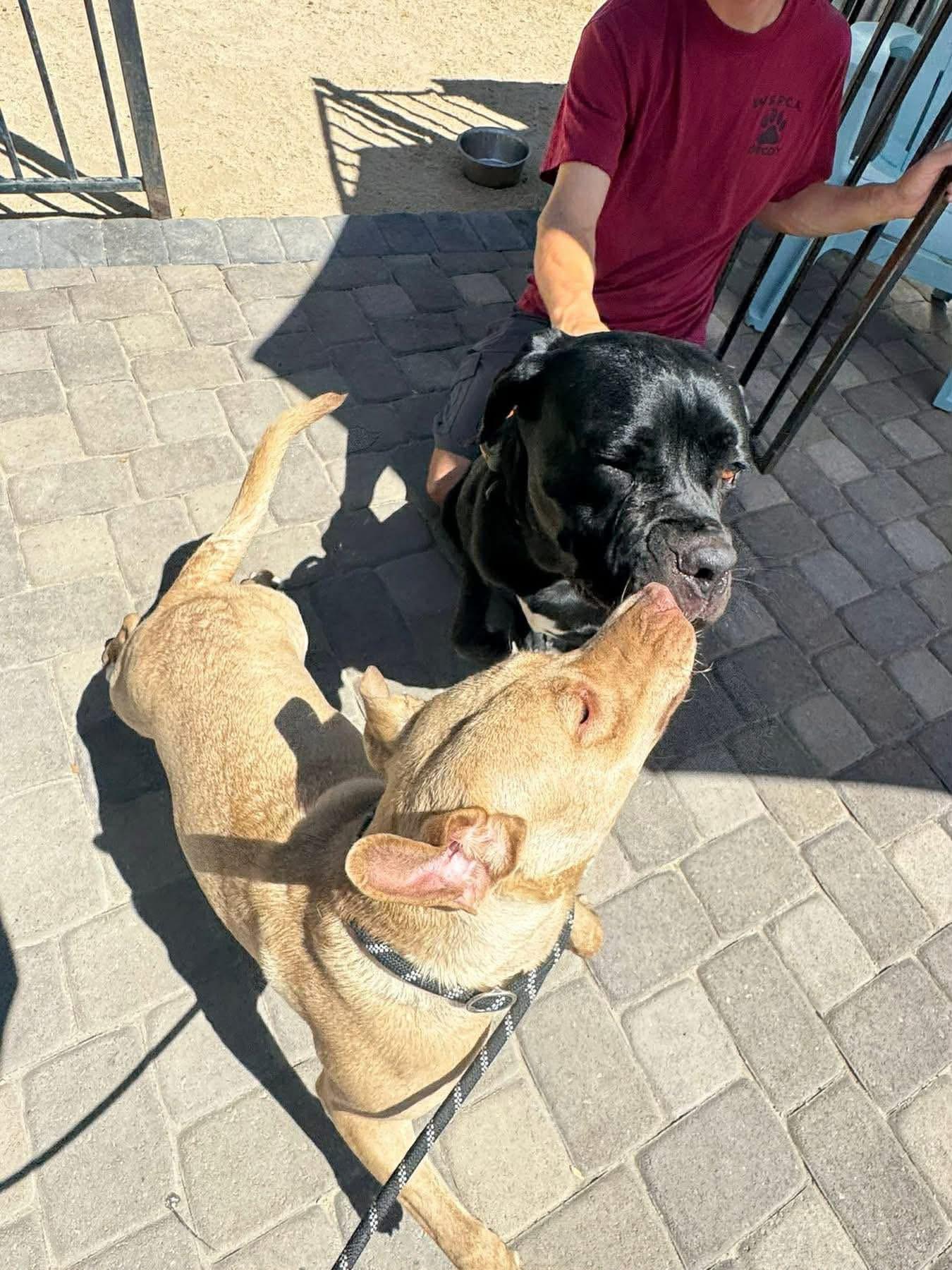 Enlarge Andarna, an adopted mixed breed in Reno, NV image 3/6