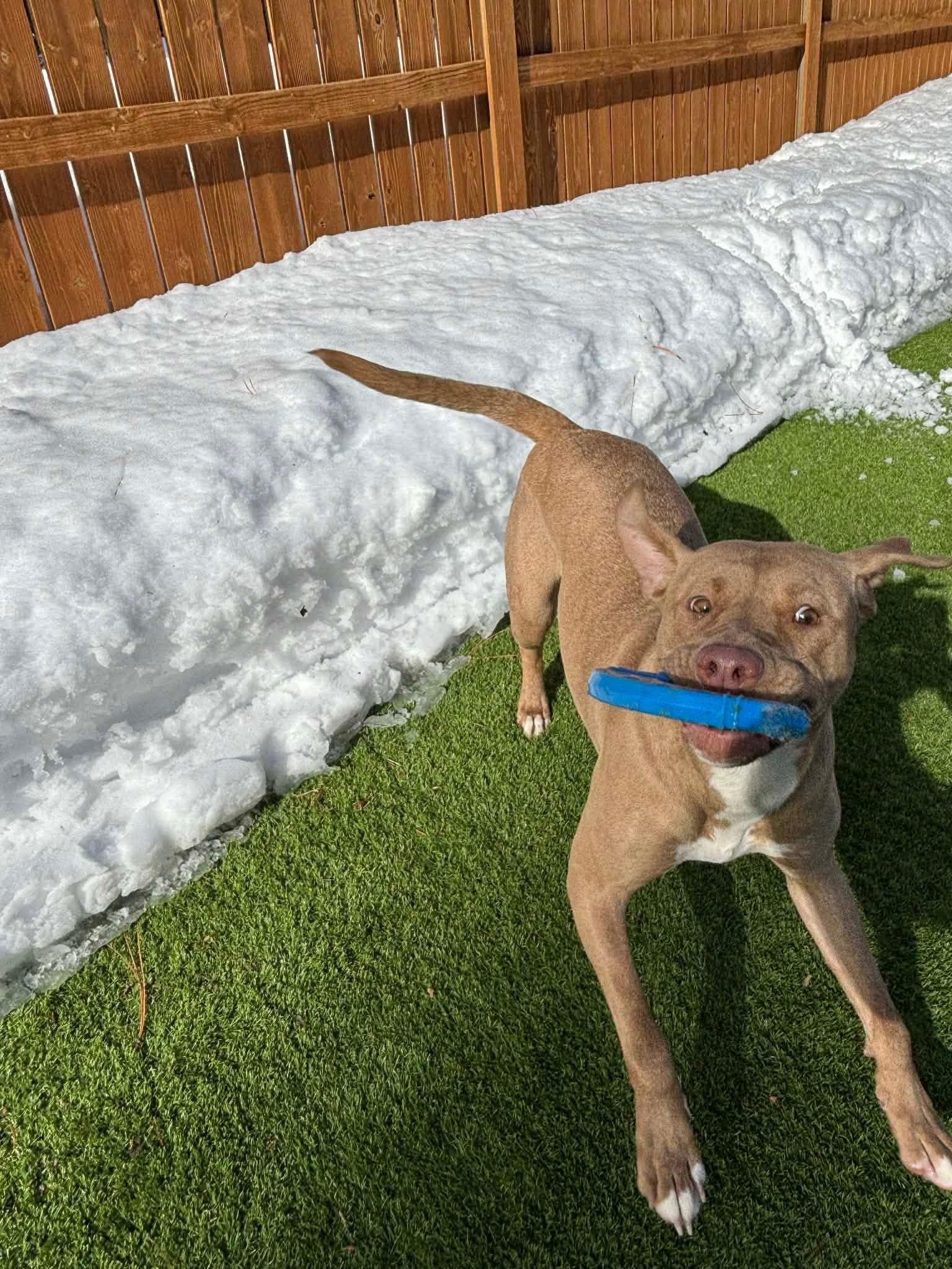 Enlarge Andarna, an adopted mixed breed in Reno, NV image 5/6