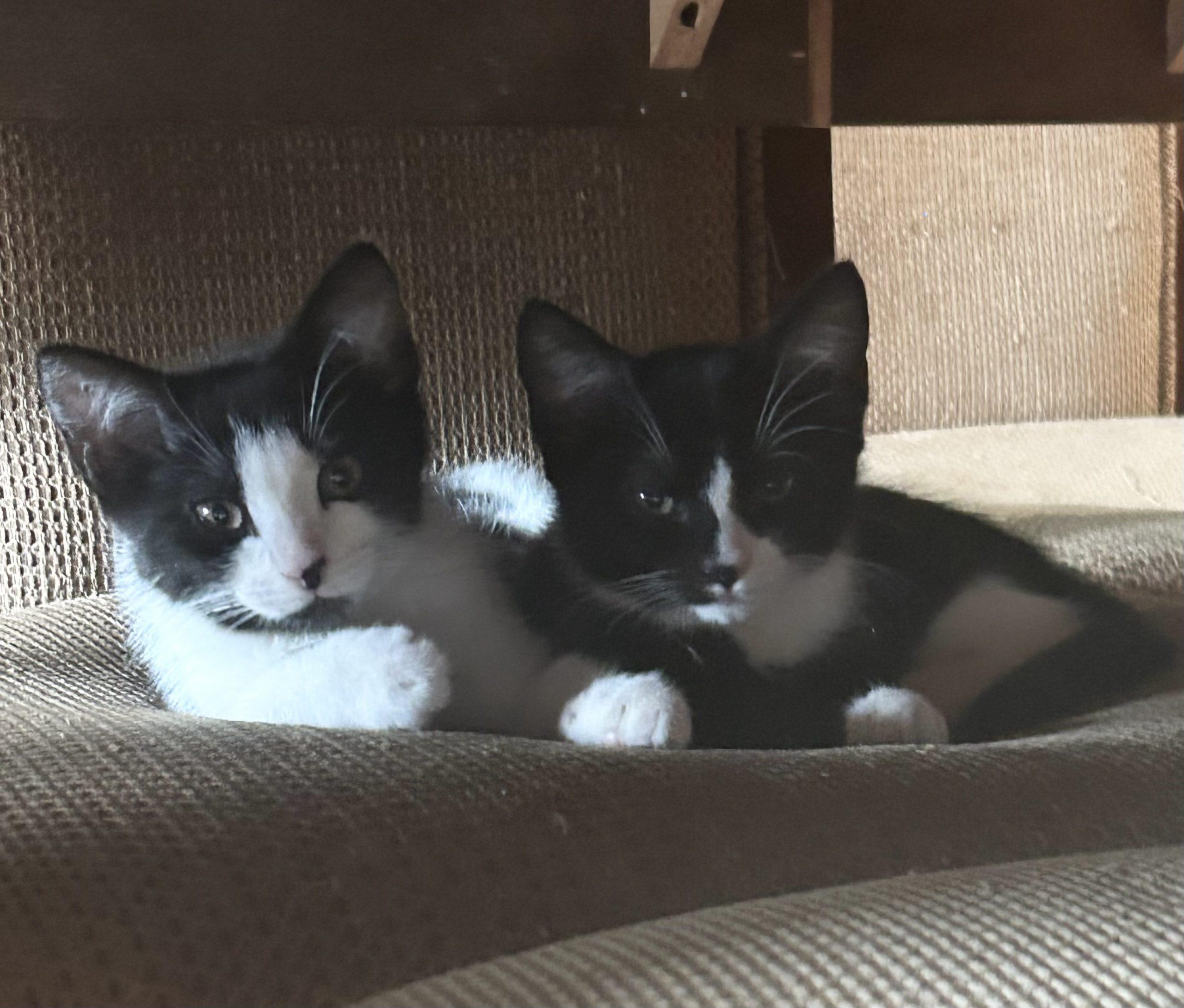 Genesis and Tara (BONDED PAIR), Adoptable, Kitten Female Domestic Short Hair.