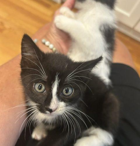 Enlarge Genesis and Tara (BONDED PAIR), a Adoptable Domestic Short Hair in Verona, NJ image 2/5