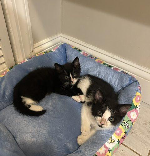Enlarge Genesis and Tara (BONDED PAIR), a Adoptable Domestic Short Hair in Verona, NJ image 2/5