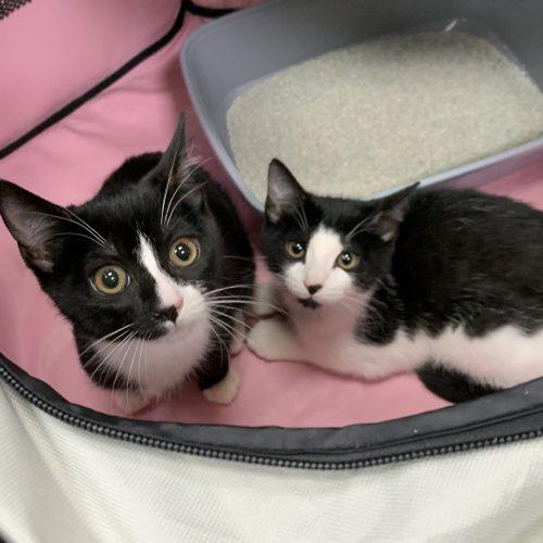 Enlarge Genesis and Tara (BONDED PAIR), a Adoptable Domestic Short Hair in Verona, NJ image 3/5