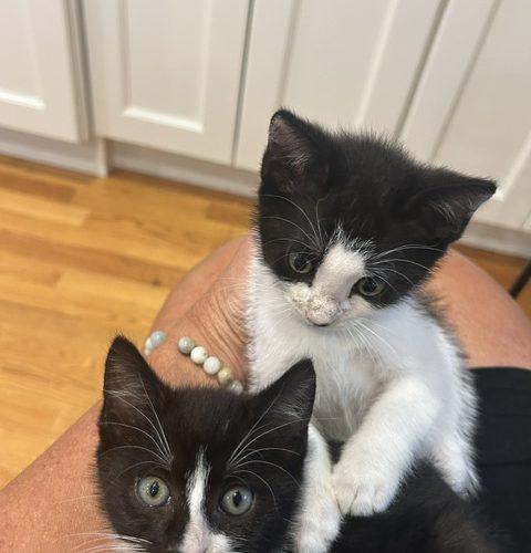 Enlarge Genesis and Tara (BONDED PAIR), a Adoptable Domestic Short Hair in Verona, NJ image 3/5