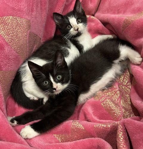 Enlarge Genesis and Tara (BONDED PAIR), a Adoptable Domestic Short Hair in Verona, NJ image 5/5