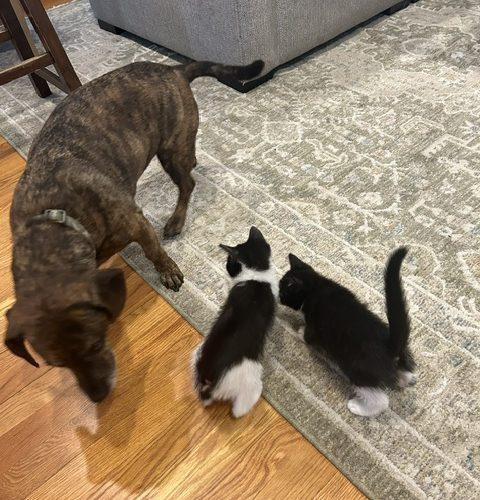 Enlarge Genesis and Tara (BONDED PAIR), a Adoptable Domestic Short Hair in Verona, NJ image 4/5