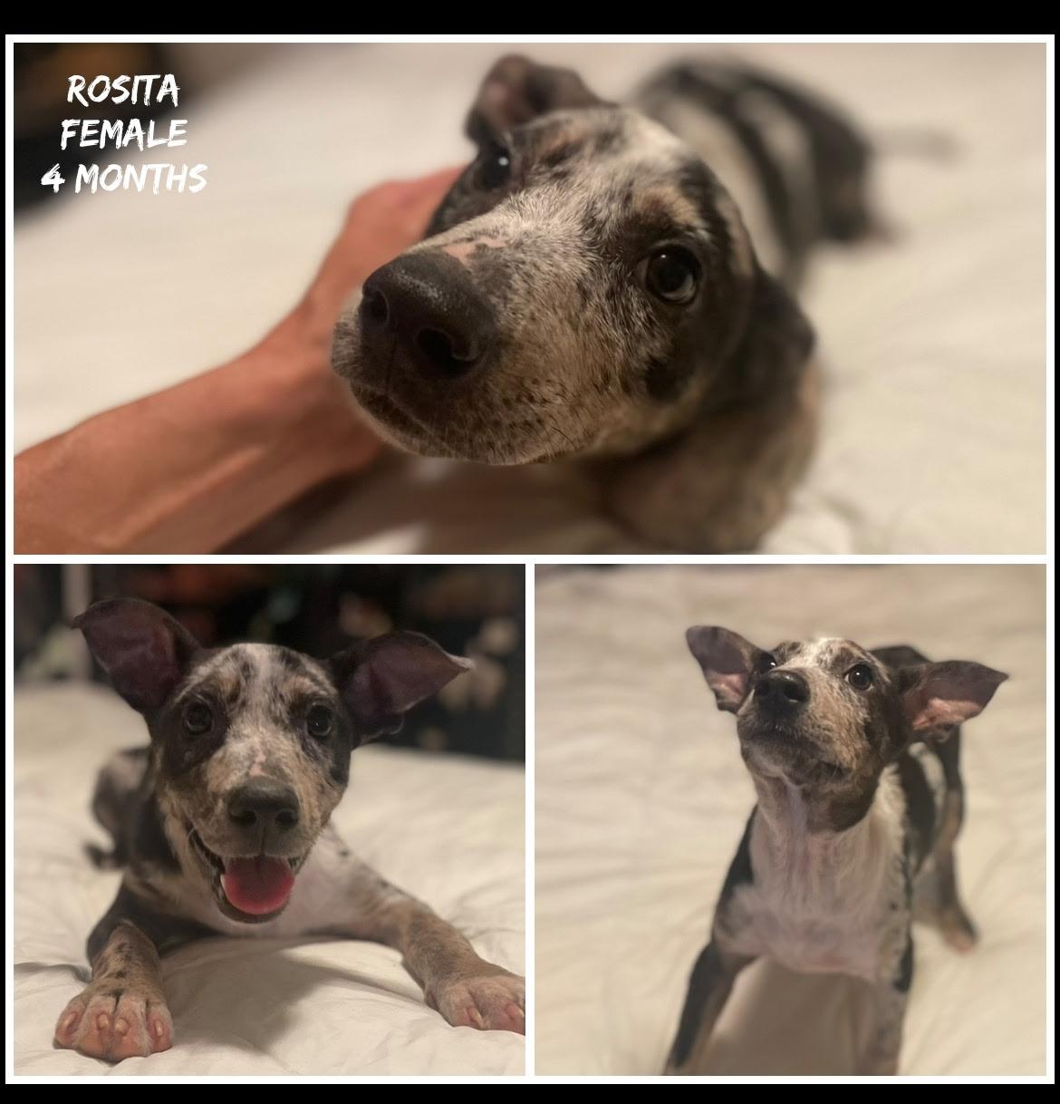 Rosita